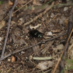 Cardiothorax australis at Paddys River, ACT - 8 Mar 2021 10:57 AM