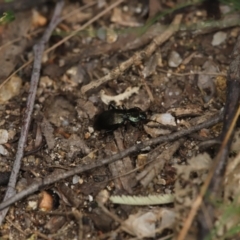 Cardiothorax australis at Paddys River, ACT - 8 Mar 2021