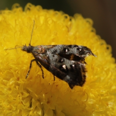 Tebenna micalis (Small Thistle Moth) at Paddys River, ACT - 8 Mar 2021 by melanoxylon