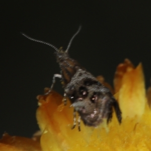 Tebenna micalis at Paddys River, ACT - 8 Mar 2021 02:29 PM