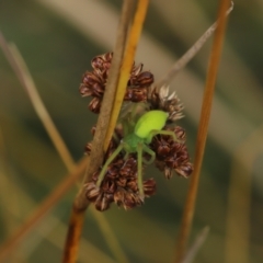 Neosparassus patellatus (Tasmanian Badge Huntsman) at Paddys River, ACT - 8 Mar 2021 by melanoxylon