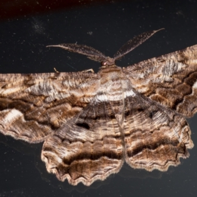 Scioglyptis lyciaria (White-patch Bark Moth) at Melba, ACT - 7 Mar 2021 by Bron