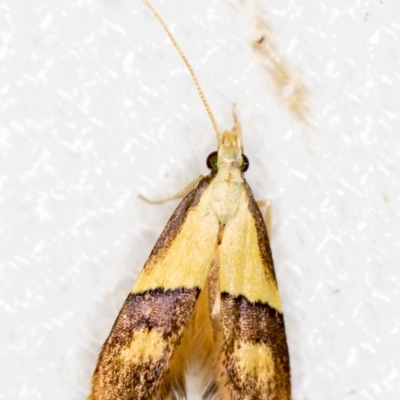 Crocanthes prasinopis (A Curved -horn moth) at Melba, ACT - 7 Mar 2021 by Bron