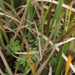 Phasmatodea (order) (Unidentified stick insect) at Paddys River, ACT - 8 Mar 2021 by melanoxylon