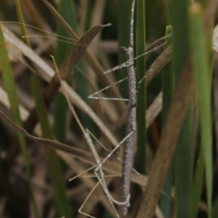 Phasmatodea (order) at Paddys River, ACT - 8 Mar 2021