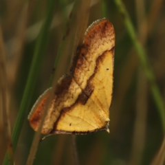 Anachloris subochraria (Golden Grass Carpet) at Paddys River, ACT - 8 Mar 2021 by melanoxylon