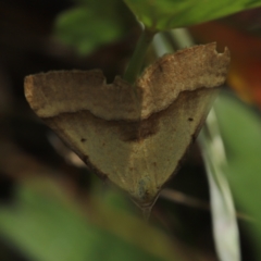 Anachloris subochraria at Paddys River, ACT - 8 Mar 2021 12:22 PM