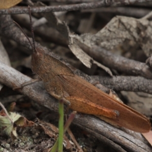 Goniaea australasiae at Paddys River, ACT - 8 Mar 2021