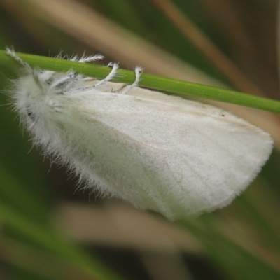Acyphas (genus) (Lymantriinae, Erebidae) at Paddys River, ACT - 8 Mar 2021 by melanoxylon