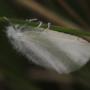 Acyphas (genus) at Paddys River, ACT - 8 Mar 2021