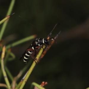 Hesthesis montana at Paddys River, ACT - 8 Mar 2021 01:40 PM