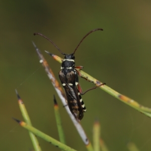 Hesthesis montana at Paddys River, ACT - 8 Mar 2021 01:40 PM