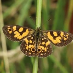 Oreixenica lathoniella (Silver Xenica) at Paddys River, ACT - 8 Mar 2021 by melanoxylon