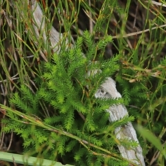 Austrolycopodium fastigiatum (Alpine Club Moss) at Paddys River, ACT - 8 Mar 2021 by melanoxylon