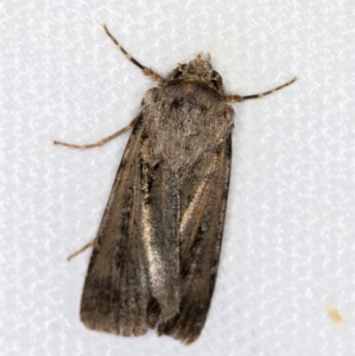 Agrotis infusa (Bogong Moth, Common Cutworm) at Melba, ACT - 7 Mar 2021 by Bron