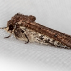 Diarsia intermixta (Chevron Cutworm, Orange Peel Moth.) at Melba, ACT - 7 Mar 2021 by Bron