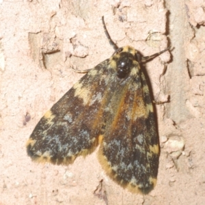 Halone coryphoea at Belconnen, ACT - 6 Mar 2021 05:54 PM