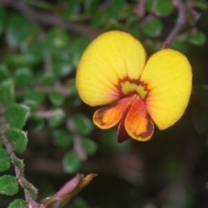 Bossiaea buxifolia at Stromlo, ACT - 7 Mar 2021