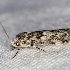 Lichenaula (genus) at Melba, ACT - 7 Mar 2021 09:06 AM