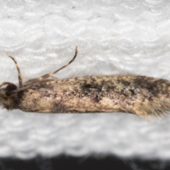 Niditinea fuscella (Brown-dotted Clothes Moth) at Melba, ACT - 6 Mar 2021 by Bron