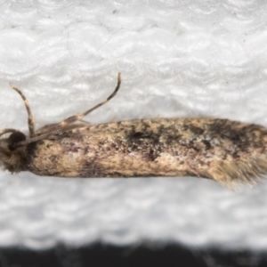 Niditinea fuscella at Melba, ACT - 7 Mar 2021 09:18 AM