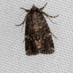 Ectopatria horologa (Nodding Saltbush Moth) at Melba, ACT - 7 Mar 2021 by Bron