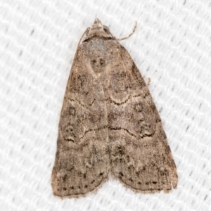 Calathusa sp nr dispila at Melba, ACT - 7 Mar 2021