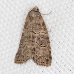 Calathusa sp nr dispila at Melba, ACT - 7 Mar 2021