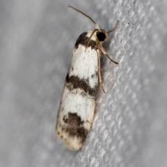 Thallarcha sparsana at Melba, ACT - 7 Mar 2021