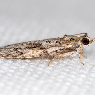 Acropolitis rudisana (Family Tortricinae) at Melba, ACT - 7 Mar 2021 by Bron