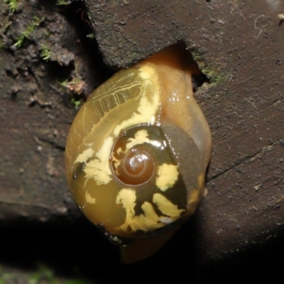 Mysticarion porrectus (Golden Semi-slug) at Acton, ACT - 4 Mar 2021 by TimL