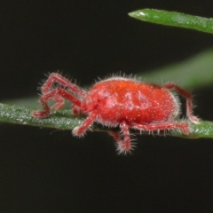 Trombidiidae (family) (Red velvet mite) at Acton, ACT - 3 Mar 2021 by TimL