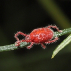 Trombidiidae (family) at Acton, ACT - 4 Mar 2021