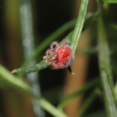 Trombidiidae (family) at Acton, ACT - 4 Mar 2021