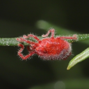 Trombidiidae (family) at Acton, ACT - 4 Mar 2021