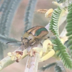 Calomela bartoni at Murray Gorge, NSW - 6 Mar 2021 05:34 PM