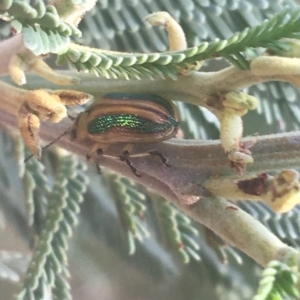 Calomela bartoni at Murray Gorge, NSW - 6 Mar 2021 05:34 PM