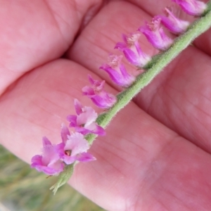 Spiranthes australis at Paddys River, ACT - suppressed