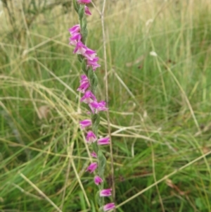 Spiranthes australis at Paddys River, ACT - suppressed