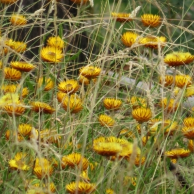 Xerochrysum sp. at Paddys River, ACT - 8 Mar 2021 by Christine