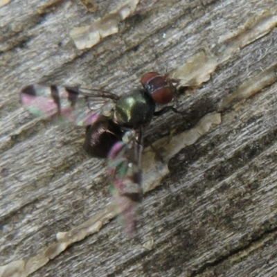 Rivellia sp. (genus) (Signal fly) at Tidbinbilla Nature Reserve - 8 Mar 2021 by Christine