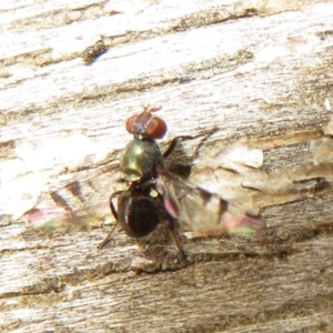 Rivellia sp. (genus) at Paddys River, ACT - 8 Mar 2021