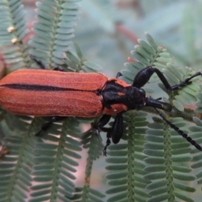 Rhinotia haemoptera (Lycid-mimic belid weevil, Slender Red Weevil) at Tidbinbilla Nature Reserve - 7 Mar 2021 by Christine