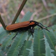 Rhinotia haemoptera at Paddys River, ACT - 8 Mar 2021 10:16 AM