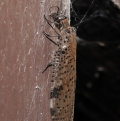 Archichauliodes (Riekochauliodes) guttiferus (Dobsonfly or Fishfly) at Acton, ACT - 3 Mar 2021 by TimL