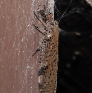 Archichauliodes (Riekochauliodes) guttiferus at Acton, ACT - 4 Mar 2021