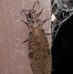 Archichauliodes (Riekochauliodes) guttiferus at Acton, ACT - 4 Mar 2021