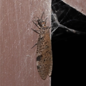 Archichauliodes (Riekochauliodes) guttiferus at Acton, ACT - 4 Mar 2021