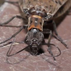 Archichauliodes (Riekochauliodes) guttiferus at Acton, ACT - 4 Mar 2021