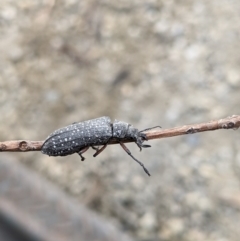 Rhipicera (Agathorhipis) femorata (Feather-horned beetle) at Gateway Island, VIC - 9 Mar 2021 by ChrisAllen